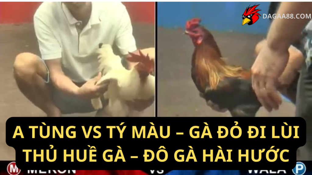 TÙNG VS TÝ MÀU – GÀ ĐỎ ĐI LÙI THỦ HUỀ GÀ – ĐÔ GÀ HÀI HƯỚC