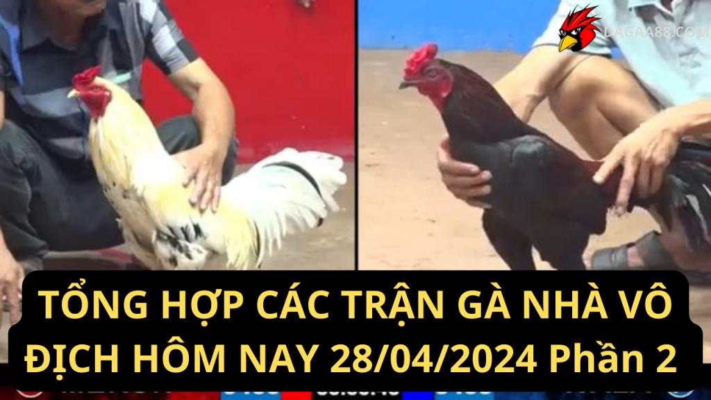 TỔNG HỢP CÁC TRẬN GÀ NHÀ VÔ ĐỊCH HÔM NAY 28042024 ( Phần 2 )