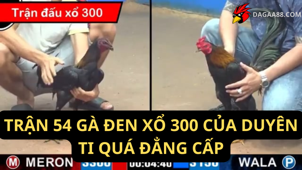 TRẬN 54 GÀ ĐEN XỔ 300 CỦA DUYÊN TI QUÁ ĐẲNG CẤP