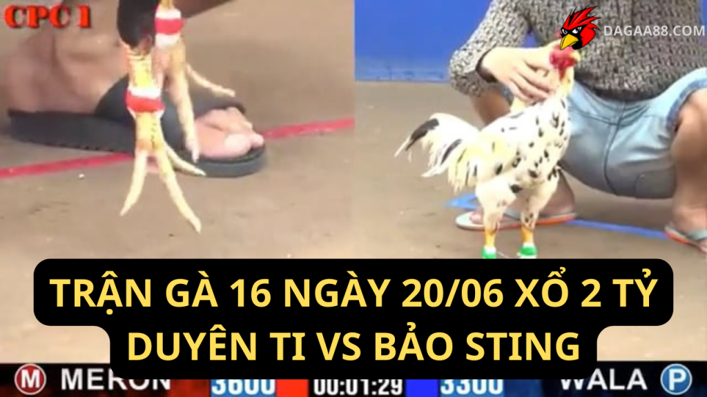 TRẬN GÀ 16 NGÀY 2006 XỔ 2 TỶ DUYÊN TI VS BẢO STING