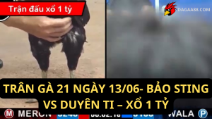 TRÂN GÀ 21 NGÀY 1306- BẢO STING VS DUYÊN TI – XỔ 1 TỶ