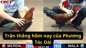 Trận thắng hôm nay của Phương Tóc Dài