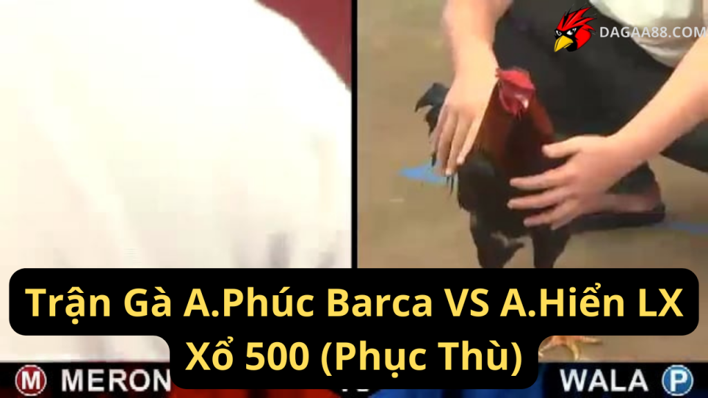 Trận Gà A.Phúc Barca VS A.Hiển LX Xổ 500 (Phục Thù)