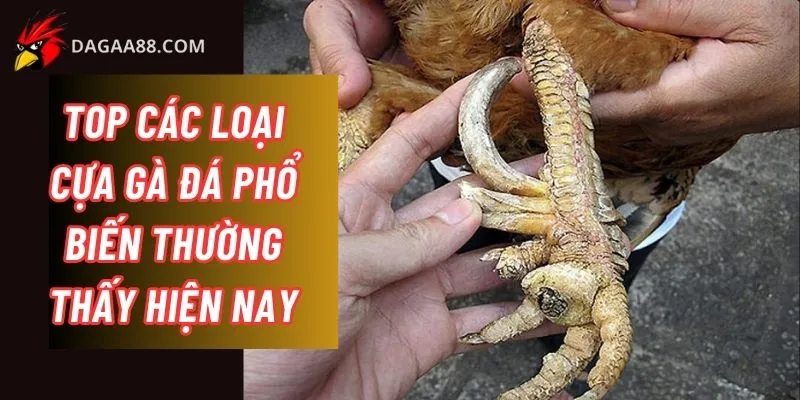 các loại cựa gà đá