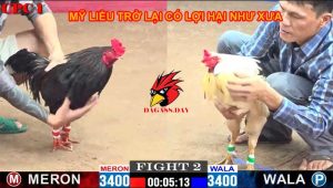 Mỹ thả gà có còn lợi hại như xưa