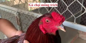 Gà mồng trích